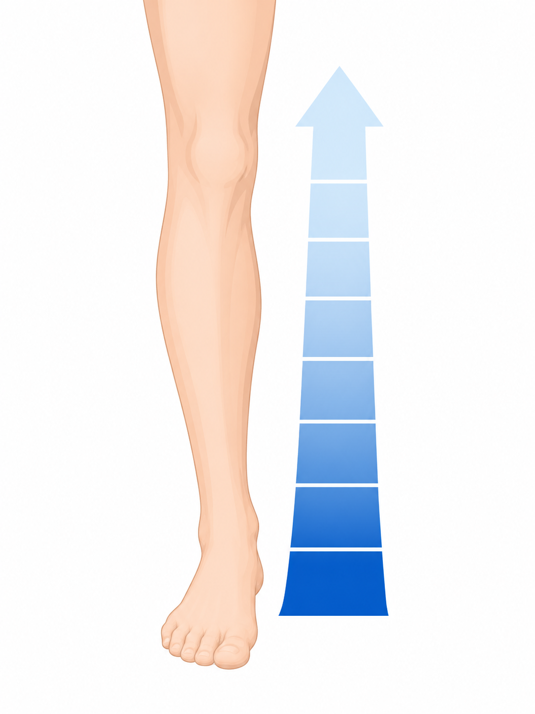 Ilustração do gradiente de pressão em mmHg da meia de compressão, mais forte no tornozelo e decrescente até o joelho